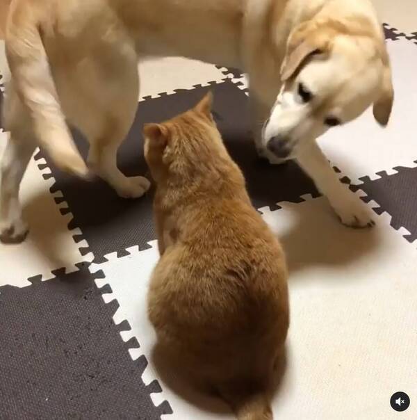 ちょっと登るニャよ 猫さんに押さえ込まれ動けないラブ お耳をカプられても気にしない って懐のデカさが最高 動画 21年1月6日 エキサイトニュース