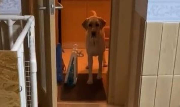 お家に入りたくて窓から覗く少々大きめラブズ この世の終わり顔で無言アピって ピュア可愛いを知ってるな 動画 21年1月11日 エキサイトニュース お家に入りたくて窓から覗く少々大きめラブズ この世の終わり顔で無言アピって ピュア可愛いを知ってるな 動画 21年1月11日 エキサイトニュース