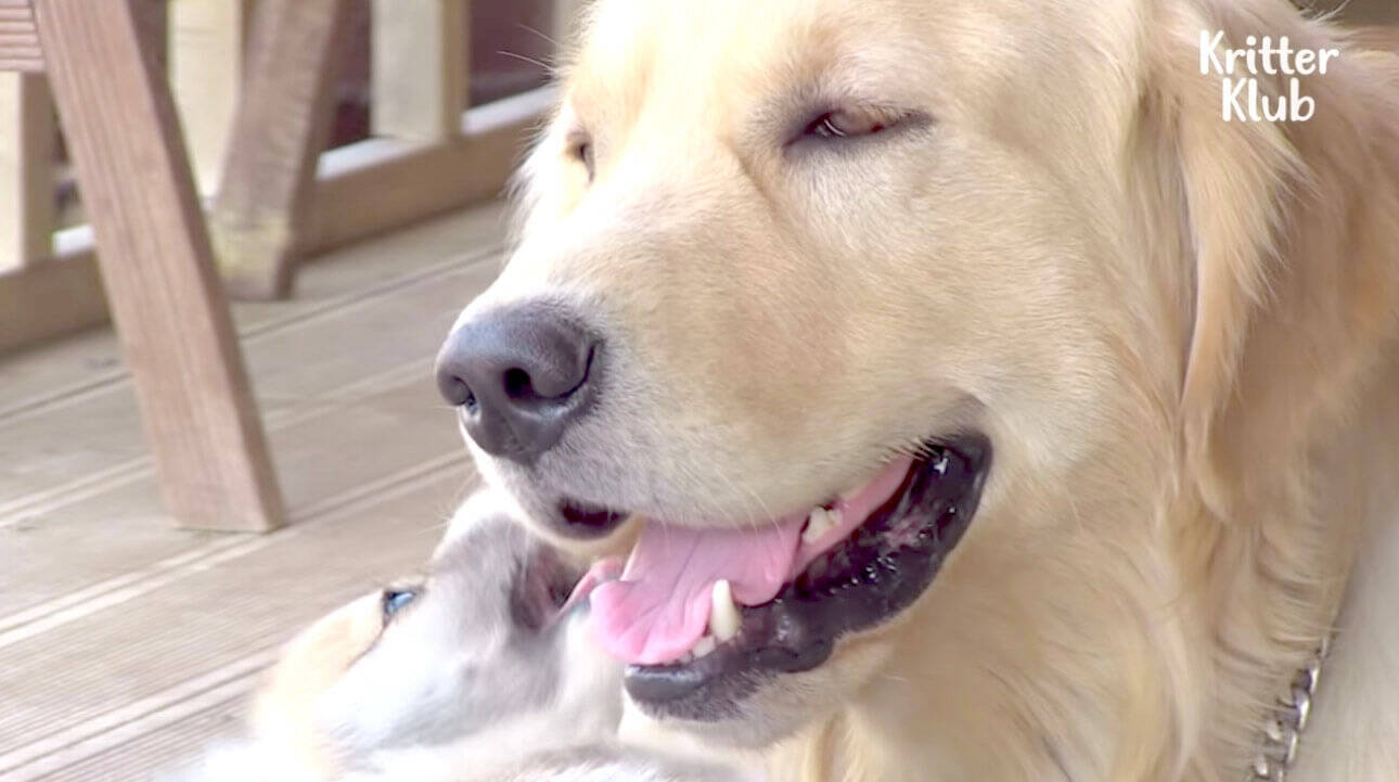 幼馴染コーギーが産んだパピーを愛してやまないゴールデン 離れた家からダッシュで会いに とか想いが尊くて泣ける 動画 年12月18日 エキサイトニュース