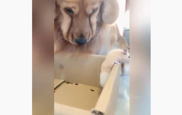 頭上には 帽子 いえハムスターです ボディガードのように気に掛けるゴールデンの 小さな親友 への想いが尊い 動画 年12月24日 エキサイトニュース