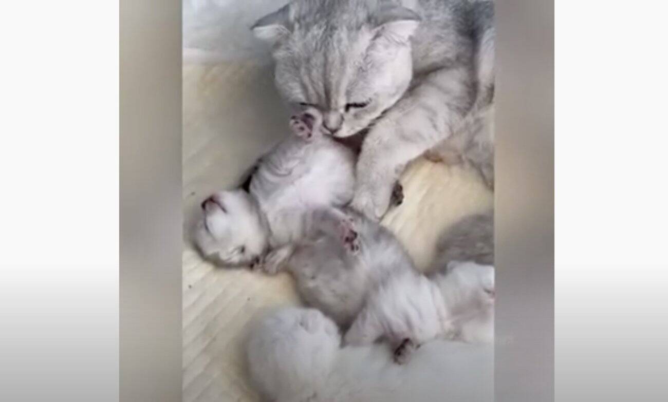 生まれたばかりの子猫たちを 我が子のように世話するゴールデン 尊いシーンの連続に涙が出そう 動画 年12月24日 エキサイトニュース