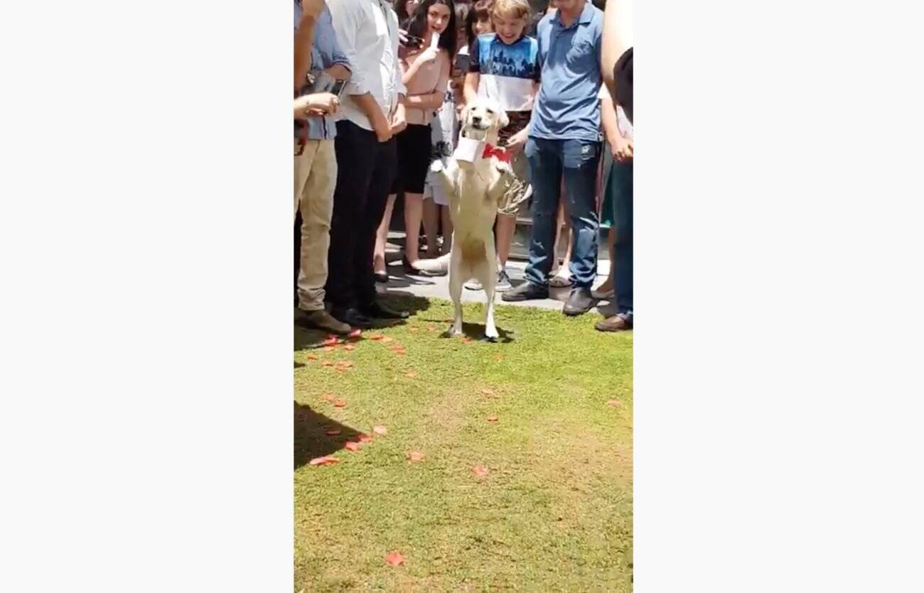 結婚式で リングドッグ を任されたラブ 参列者に見守られトコトコ新郎新婦の元へ 健気に頑張る姿が泣けた 動画 21年1月2日 エキサイトニュース