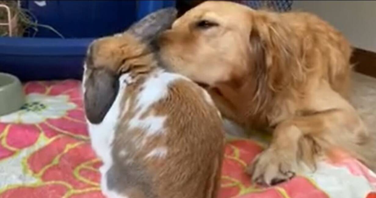かわいい うさぎを溺愛し 背中に乗せて散歩するゴールデン その優しさとデレ顔に癒されるよ 動画 年12月26日 エキサイトニュース