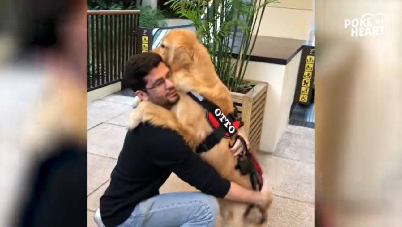 赤ちゃん抱っこされたゴールデンがエスカレーターにゾロゾロ もう本当に赤ちゃんに見えるし この景色マジ最高 動画 年12月27日 エキサイトニュース