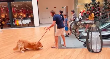 エヘ まったく大きな赤ちゃんだ 成犬になっても一途に 甘えん坊 なゴールデン そんなの 甘やかせるに決まってる 年3月25日 エキサイトニュース