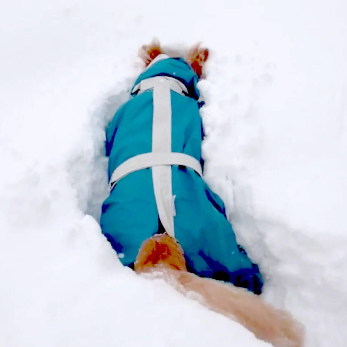 バフッ 雪遊びに夢中になったゴールデンさんが いちからトンネル工事中 遊び方が完全に斜め上行ってた 動画 21年2月10日 エキサイトニュース