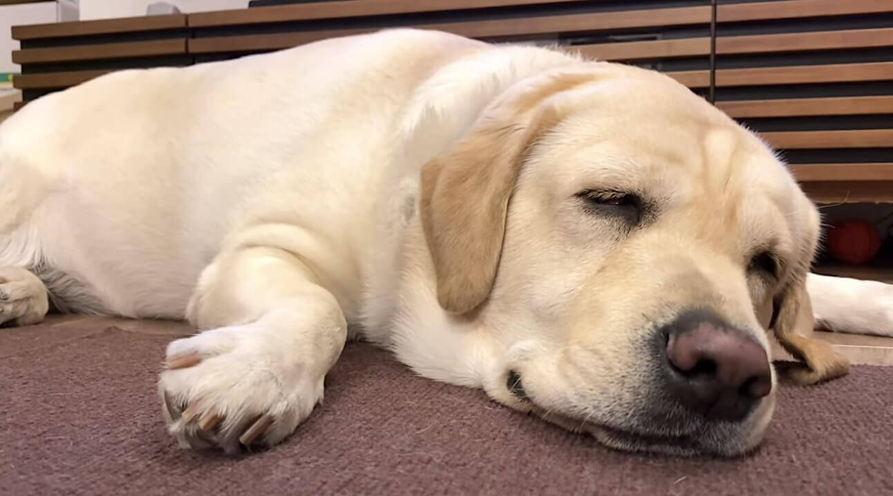 とけるように眠るラブラドール 穏やかな寝顔を見つつ成長を回顧したら 勝手に親心が湧いてキュッとした 動画 21年1月29日 エキサイトニュース