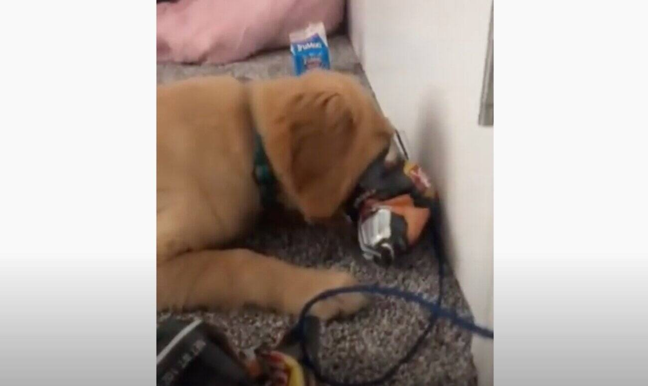 盗み食いがバレた瞬間キョトン 可愛さで乗り切ろうとしたゴールデンパピー うっかり許しかけた 動画 21年2月1日 エキサイトニュース