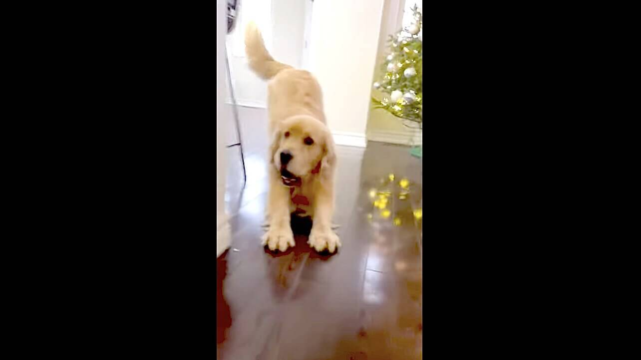 ズズズー お昼寝を決めたゴールデン ソファからだらしなく滑り落ちてくる姿がもう人にしか見えなかった 動画 21年2月9日 エキサイトニュース 2 2