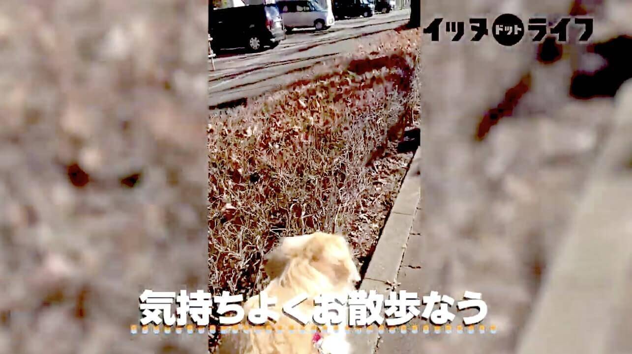 お散歩中猫さんズに遭遇 静かなる見つめ合い そして無言で立ち去ったゴールデン ビビり 優しいだけよ 動画 21年2月12日 エキサイトニュース