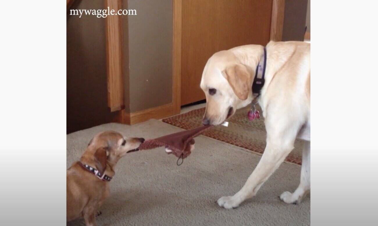 小型犬とオモチャの取り合い 欲しいけど我慢して譲ったラブ 複雑そうな顔を見れば褒めてあげるしかない 動画 21年2月22日 エキサイトニュース