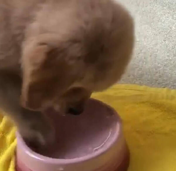 タオルを咥えてズリズリ歩いてたら 自ら踏んででんぐり返し 世界一ゆるゆる事件を起こしたゴールデンパピー 動画 21年3月16日 エキサイトニュース