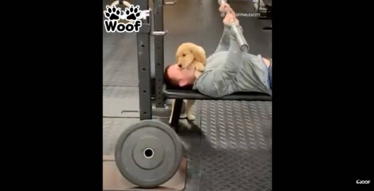 ねぇパパ 筋トレ中飼い主の顔面に乗るわ舐めるわ お邪魔虫になったゴールデンパピー この誘惑最強すぎ 動画 21年3月4日 エキサイトニュース