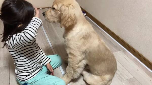 泣いていた5歳のお姉ちゃんの側に来て 寄り添い始めたゴールデンパピー まだ赤ちゃんなのに優しいね 動画 21年3月7日 エキサイトニュース