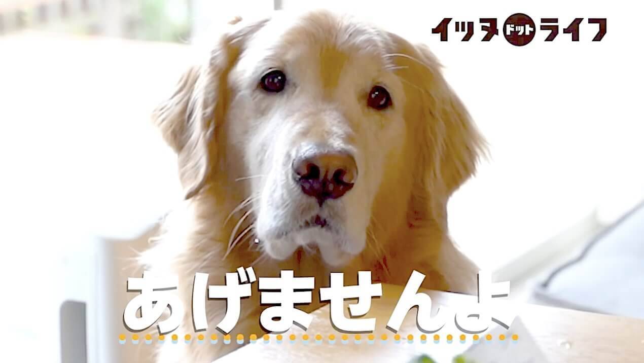 飼い主さんのご飯を泣きそうな顔で見つめるゴールデン これ 味もしないし喉も通らないヤツ 動画 21年3月9日 エキサイトニュース