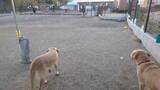「今日はドッグランに来た、でもなんか走る気にならなかった。隅っこで犬達を見守るマイペース系ラブラドールさん。【動画】」の画像2