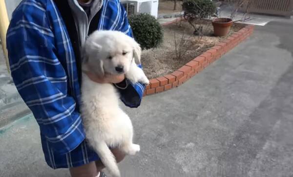 あら 可愛いねぇ お家の子になったゴールデンパピーと初対面 おばあちゃんの嬉しそうな姿に超ホッコリ 動画 21年4月10日 エキサイトニュース