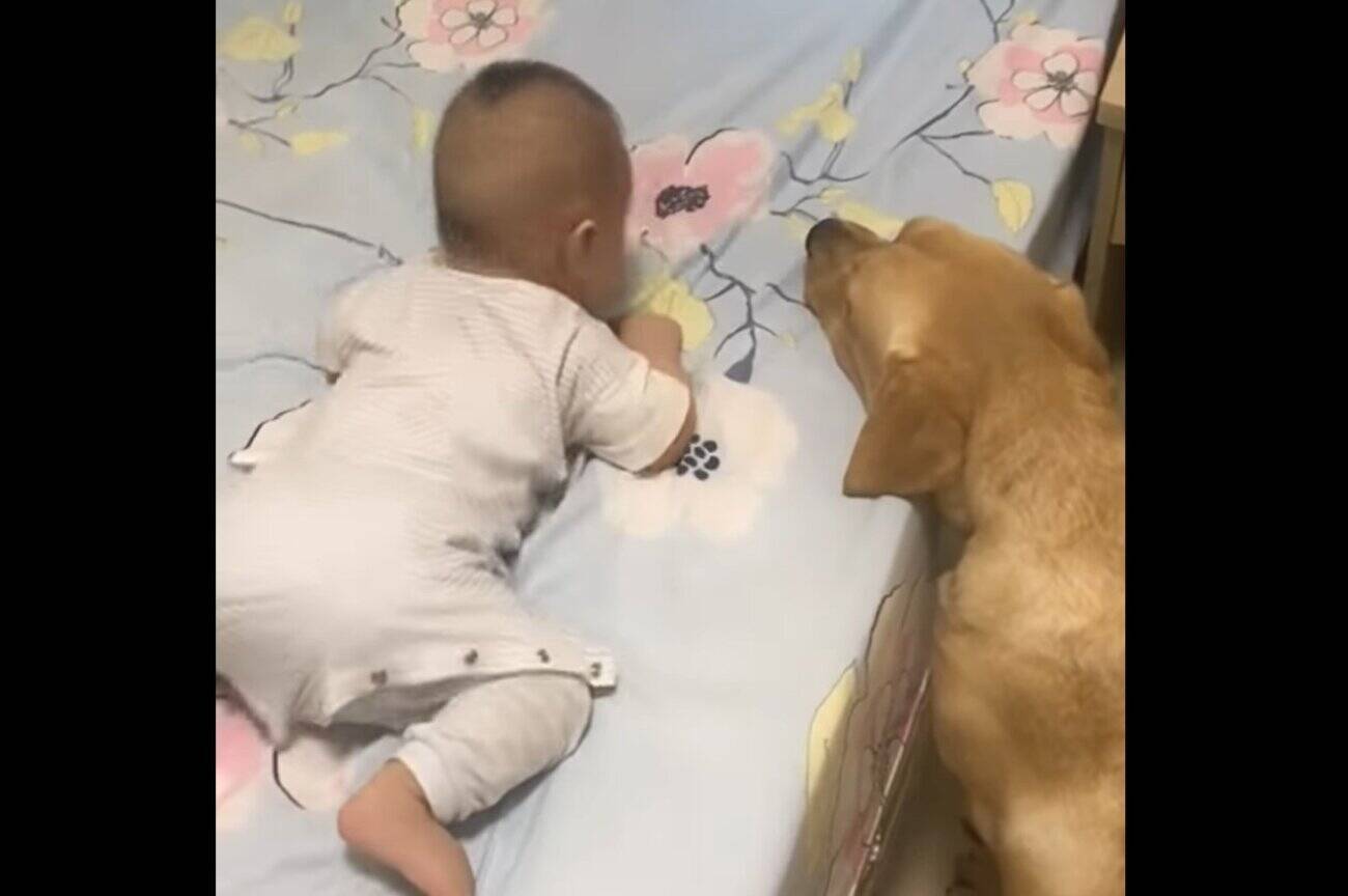 具合の悪い赤ちゃんを心配し 口で毛布を掛けてあげたラブラドール わが子のように子守する姿に感動 動画 21年4月26日 エキサイトニュース