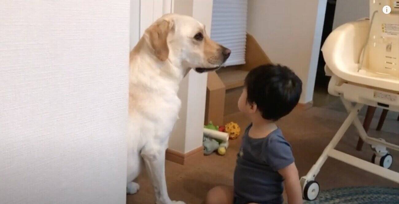 寝ているラブのほっぺにチュウ 赤ちゃんからの好きアピもヤンチャも 大きな心で受け入れる穏やかラブラドール 動画 21年4月23日 エキサイトニュース 寝ているラブのほっぺにチュウ 赤ちゃんからの好きアピもヤンチャも 大きな心で受け入れる穏やかラブラドール 動画 21年4月23日 エキサイトニュース