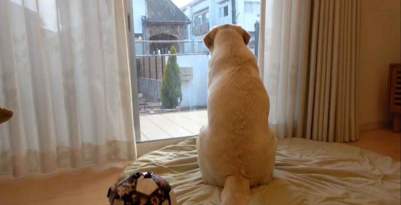 おっかえり ぃ お兄ちゃんの帰宅を喜ぶラブの とろけ顔もゴキゲンに舞うお耳も もう全部が可愛すぎ 動画 21年4月29日 エキサイトニュース