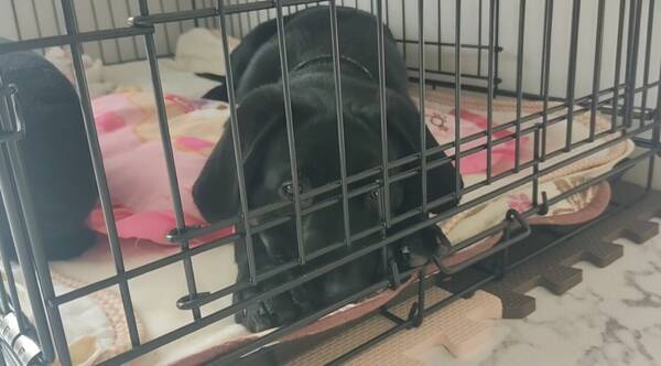 へ 自分だけお留守番だと知ったラブラドール その瞬間おもちゃをポトリ 反応がピュア過ぎて泣ける 動画 21年5月16日 エキサイトニュース