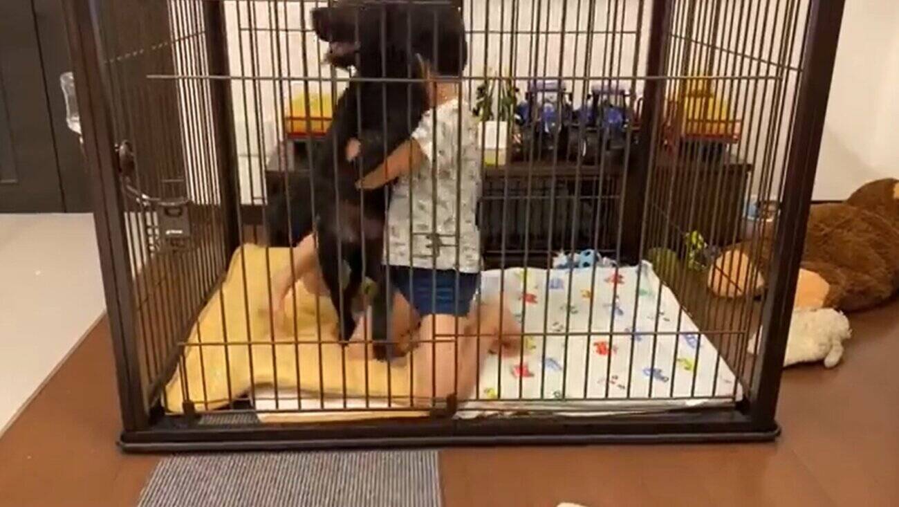 初めての 犬との生活 嬉しさ溢れるお兄ちゃんズとラブパピーがケージの中で大興奮 その姿が超ホッコリ 動画 21年6月15日 エキサイトニュース