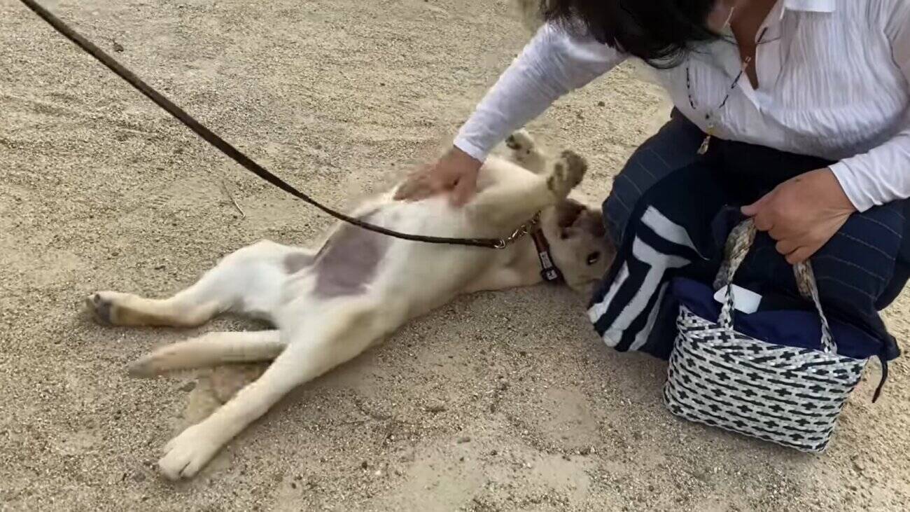 はじめまして 撫でて 通りすがりの人にお腹を見せて挨拶 人見知りゼロのラブパピーが陽気カワで最高 動画 21年5月6日 エキサイトニュース