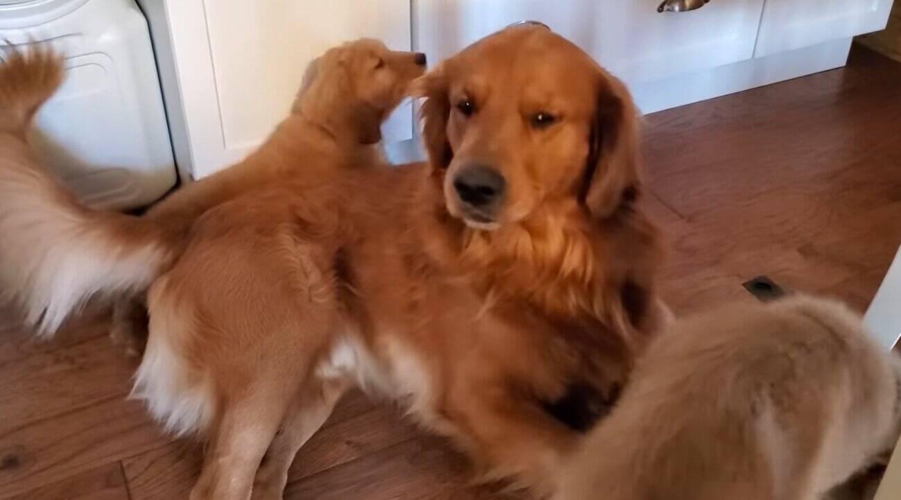 ｸﾞﾙﾙｩ しつこい我が子に唸るゴールデンパパ でも結局最後まで怒らず 見守り続けた優しさにジーン 動画 21年5月6日 エキサイトニュース