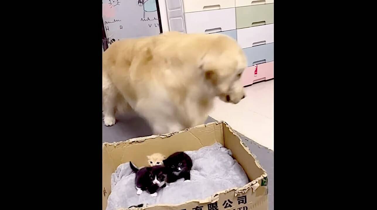 子猫が生まれ ホクホク顔で見つめるゴールデンがみんな本当に嬉しそうだった もう超ホッコリだよ 動画 21年5月17日 エキサイトニュース