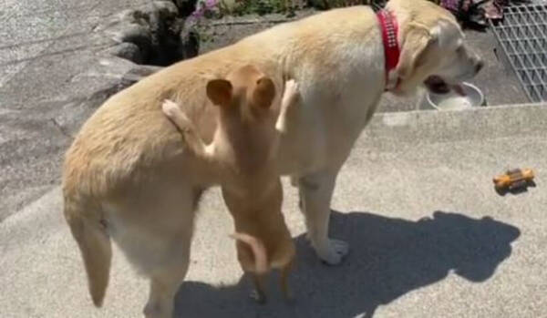 乗せて 乗せてっ 相棒チワワにおんぶをせがまれるラブラドール ついつい愛されて懐かれちゃう感じが最高 動画 2021年5月25日 エキサイトニュース