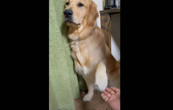 寝起きでぽーっとするゴールデンパピーにお手をお願いしたら ぼんやりと ポフッ って超カワなんですけど 動画 21年5月24日 エキサイトニュース