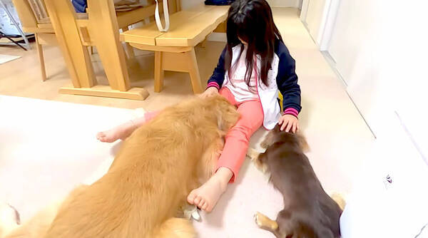 ボクが撫でられてたのに 後輩ダックスがお姉ちゃんを横取り がっつり拗ねたゴールデンが可愛すぎた 動画 21年5月24日 エキサイトニュース ボクが撫でられてたのに 後輩ダックスがお姉ちゃんを横取り がっつり拗ねたゴールデンが可愛すぎた 動画 21年5月24日 エキサイトニュース