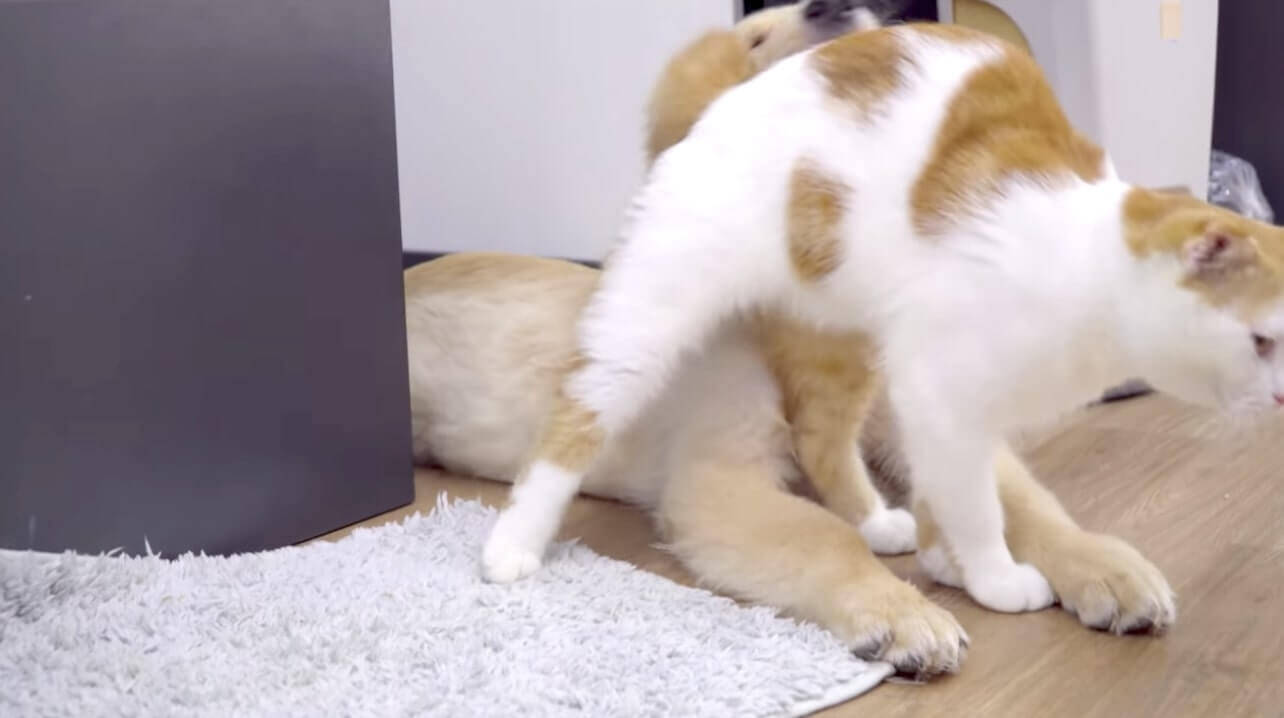 好きすぎてべったり 超甘える猫のラブコールに嬉しさが顔に出たゴールデン どの瞬間も可愛い いや尊い 動画 21年5月31日 エキサイトニュース