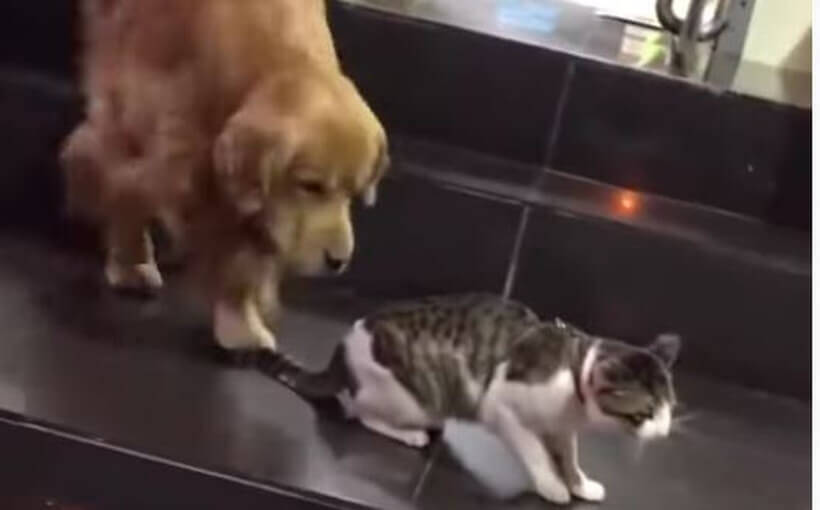 ウチの子がごめんね 猫同士のケンカに割り込み 家族の猫をハムッと回収し家に帰るゴールデン 動画 21年6月8日 エキサイトニュース ウチの子がごめんね 猫同士のケンカに割り込み 家族の猫をハムッと回収し家に帰るゴールデン 動画 21年6月8日 エキサイトニュース