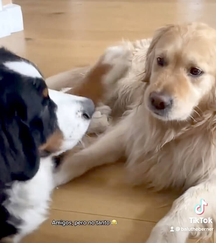 な 許してくれよ 大型犬のじゃれ合いがまんま恋人同士のいちゃつきだった 何これ可愛い ゴールデン動画 21年6月14日 エキサイトニュース