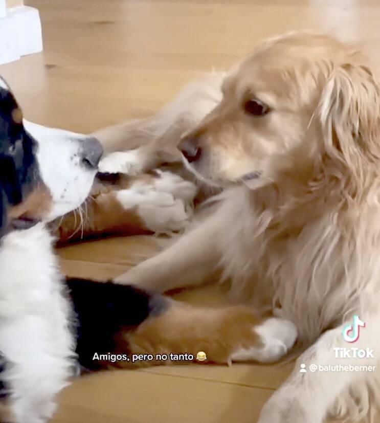 な 許してくれよ 大型犬のじゃれ合いがまんま恋人同士のいちゃつきだった 何これ可愛い ゴールデン動画 21年6月14日 エキサイトニュース