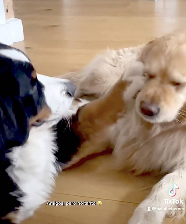 な 許してくれよ 大型犬のじゃれ合いがまんま恋人同士のいちゃつきだった 何これ可愛い ゴールデン動画 21年6月14日 エキサイトニュース