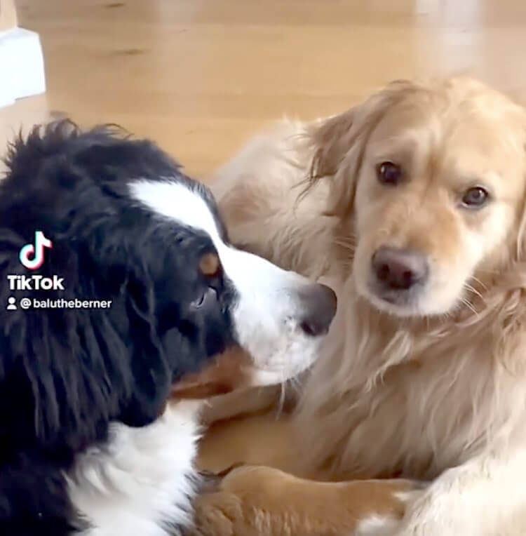 な 許してくれよ 大型犬のじゃれ合いがまんま恋人同士のいちゃつきだった 何これ可愛い ゴールデン動画 21年6月14日 エキサイトニュース