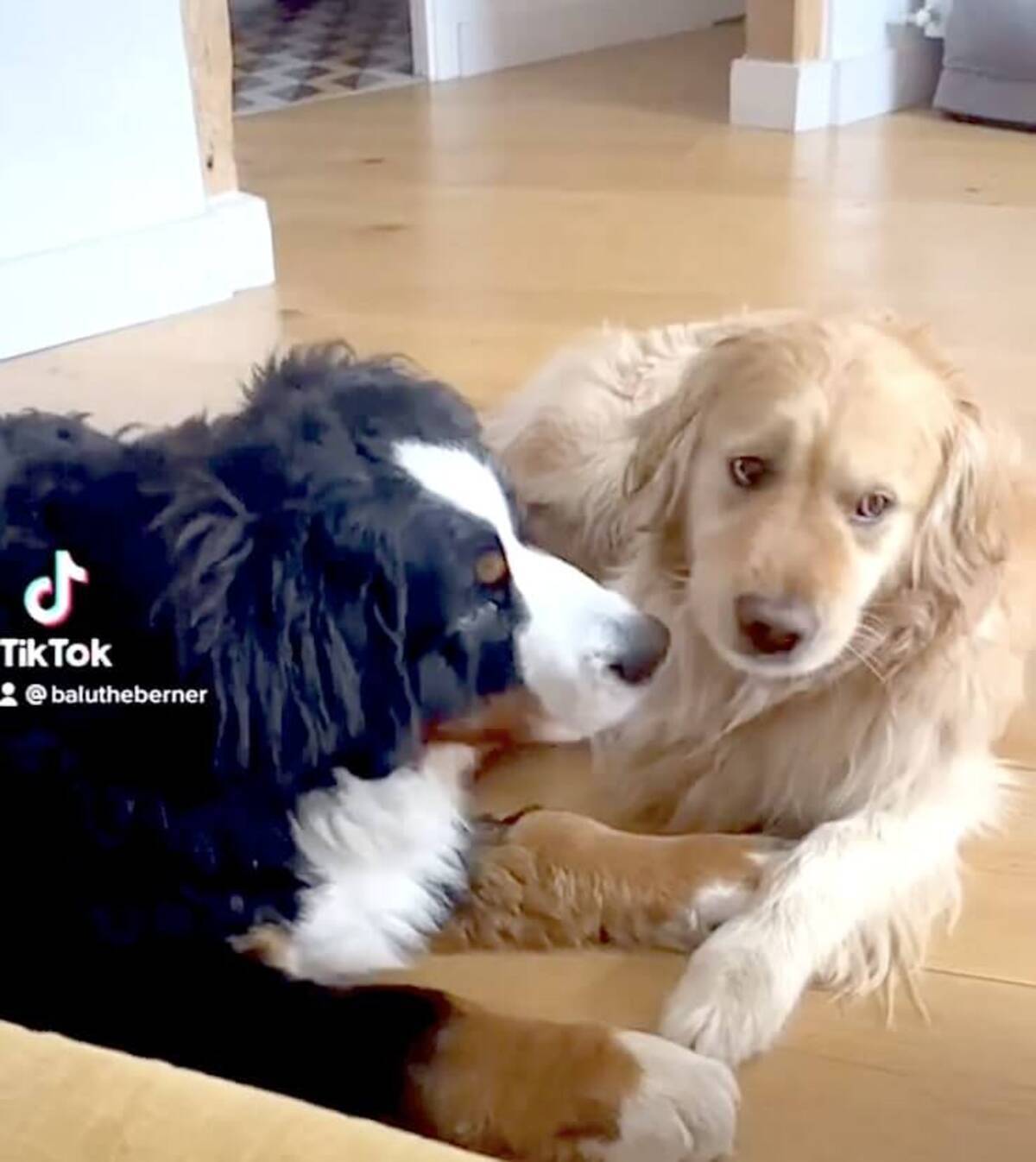 な 許してくれよ 大型犬のじゃれ合いがまんま恋人同士のいちゃつきだった 何これ可愛い ゴールデン動画 21年6月14日 エキサイトニュース