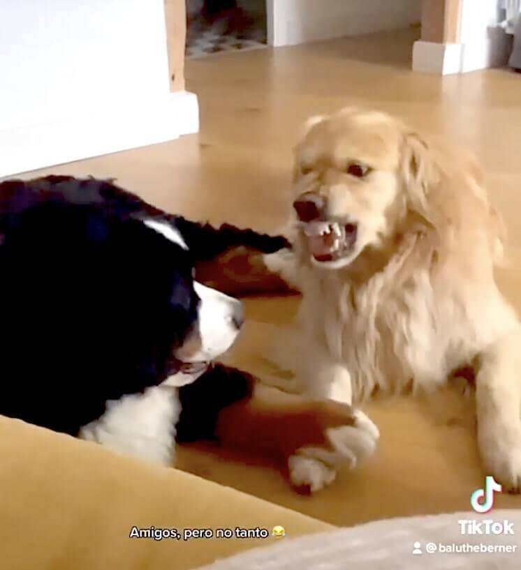 な 許してくれよ 大型犬のじゃれ合いがまんま恋人同士のいちゃつきだった 何これ可愛い ゴールデン動画 21年6月14日 エキサイトニュース