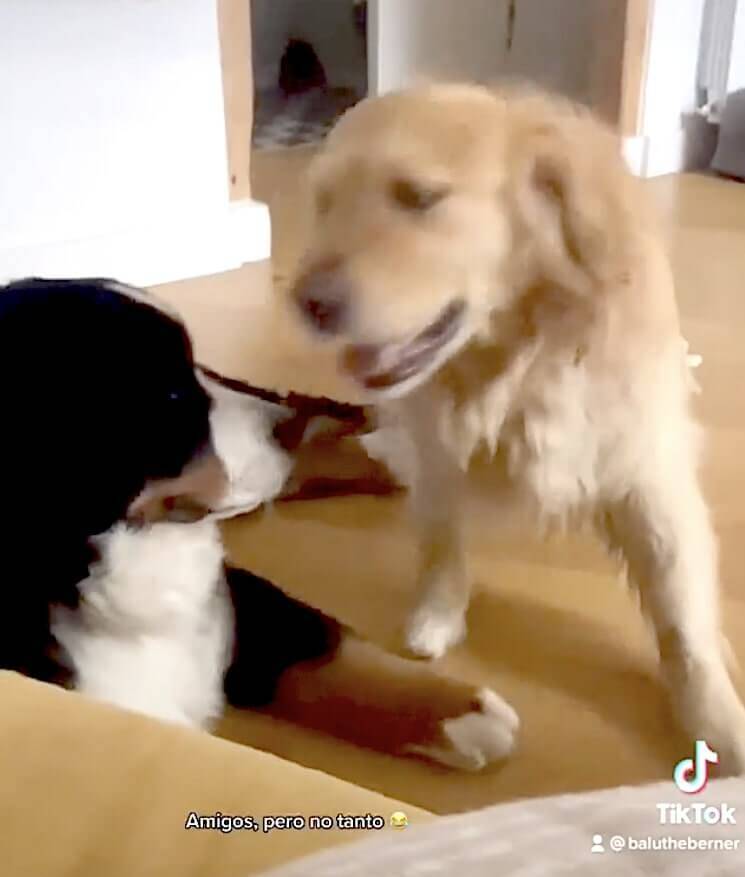 な 許してくれよ 大型犬のじゃれ合いがまんま恋人同士のいちゃつきだった 何これ可愛い ゴールデン動画 21年6月14日 エキサイトニュース