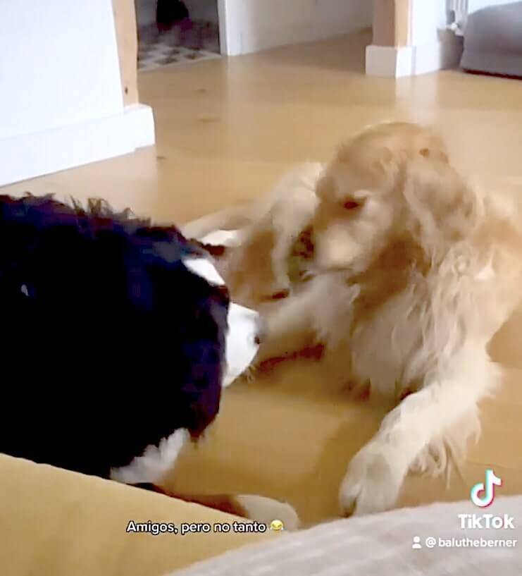 な 許してくれよ 大型犬のじゃれ合いがまんま恋人同士のいちゃつきだった 何これ可愛い ゴールデン動画 21年6月14日 エキサイトニュース