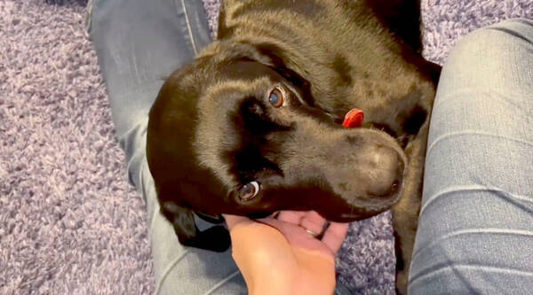 上目遣いで飼い主と見つめ合い 足にしがみつき寛ぐラブラドールが大きな赤ちゃん を超えてもう恋人 動画 21年7月29日 エキサイトニュース