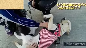 犬に悟られずに犬の頭を撫でたかった猫のがんばり 21年6月27日 エキサイトニュース