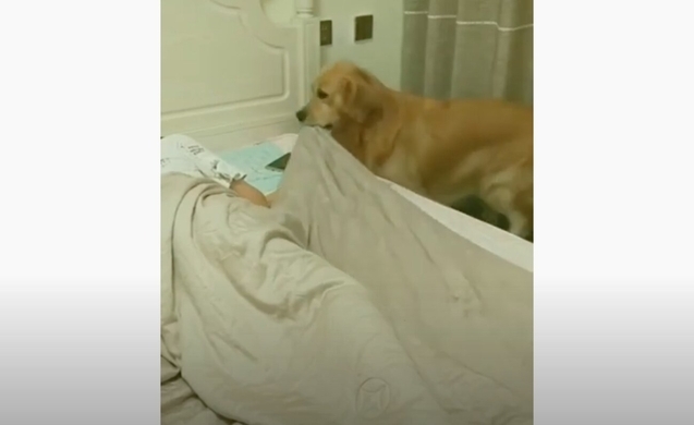 飼い主が眠りに落ちるとスマホを片付け毛布をかけ電気を消してくれる犬 19年8月30日 エキサイトニュース
