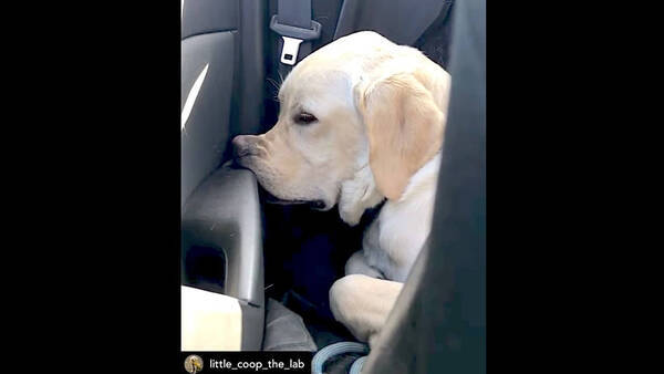 散歩が嫌で伏せたのが水たまりの中 カッパの意味が無いようであるような やっぱ無いか ラブラドール動画 21年7月7日 エキサイトニュース