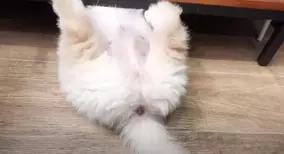 壊したおもちゃを直してもらった犬 続く展開に爆笑 我が家でも起きた 21年7月26日 エキサイトニュース