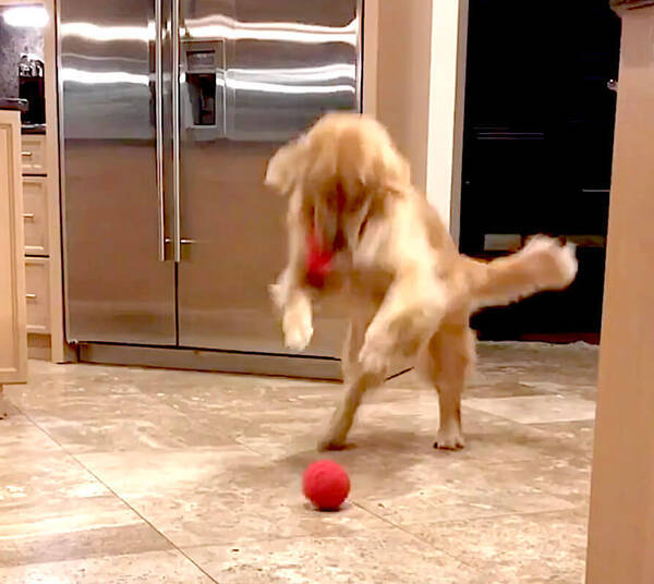 お気に入りのボールが苦手な階段の下に 哀愁強めのしょんぼり顔で 悲しそうに固まってたゴールデン 動画 21年7月11日 エキサイトニュース