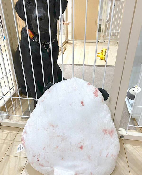 小型犬の先輩の家にラブラドールが仲間入り 凸凹な関係も派手ないたずらも全部が可愛くて 愛嬌最高レベルだった 21年7月19日 エキサイトニュース