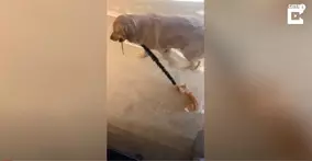 壊したおもちゃを直してもらった犬 続く展開に爆笑 我が家でも起きた 21年7月26日 エキサイトニュース